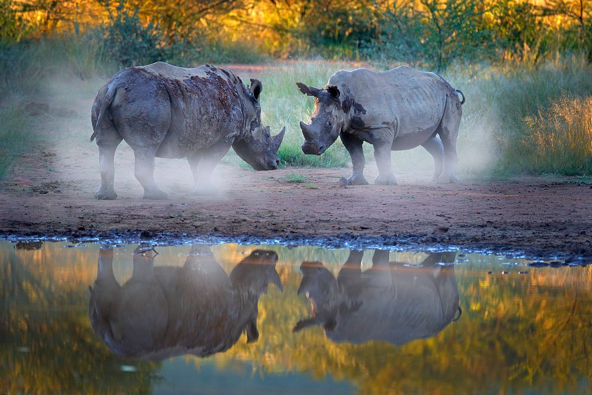 Ohrožený nosorožec v krajině.
