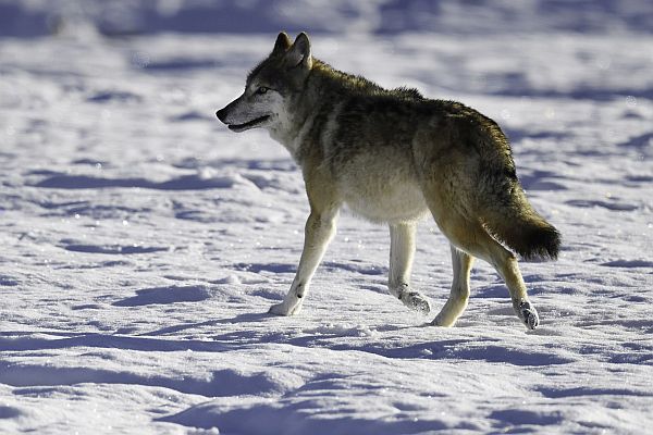 Vlk obecný zachycený na sněhu.