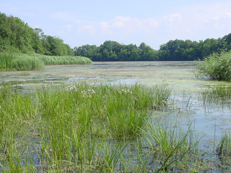 Záchrana rybníka Velký Váček v NPR Polanská niva 