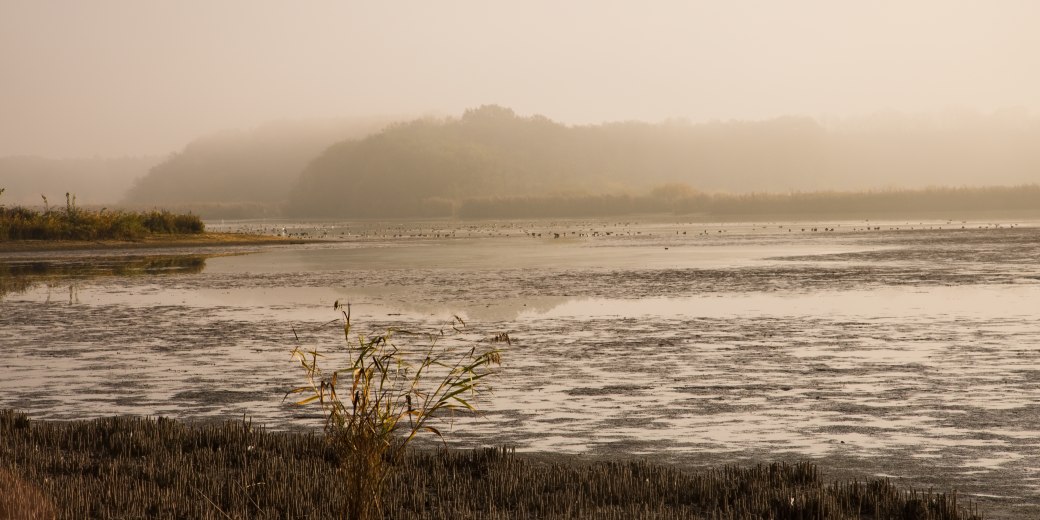 Mlhavé ráno na Bohdanečském rybníce.