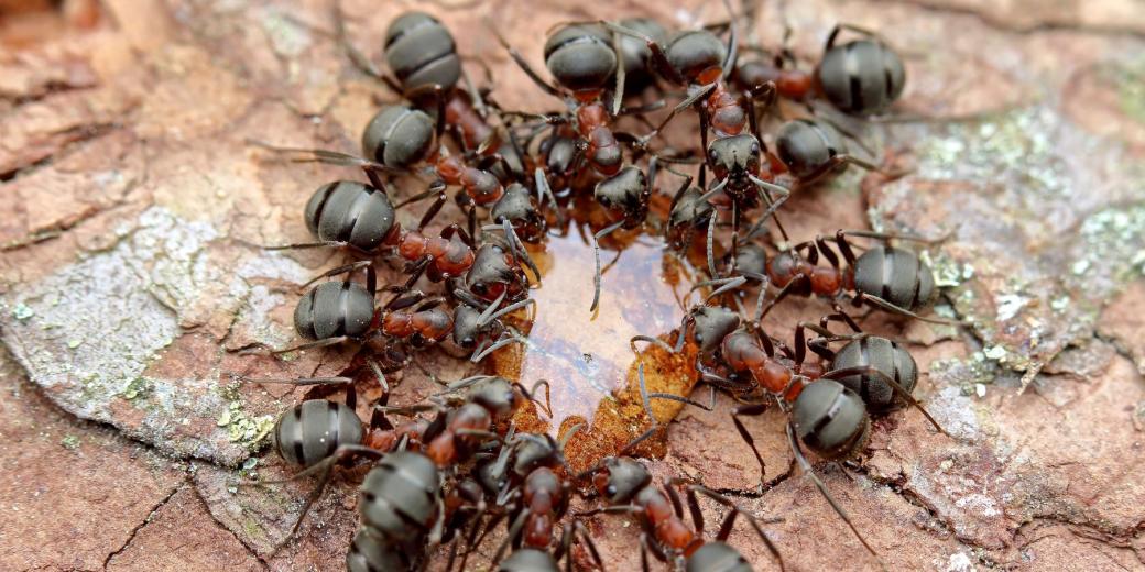 Shluk pijících mravenců.