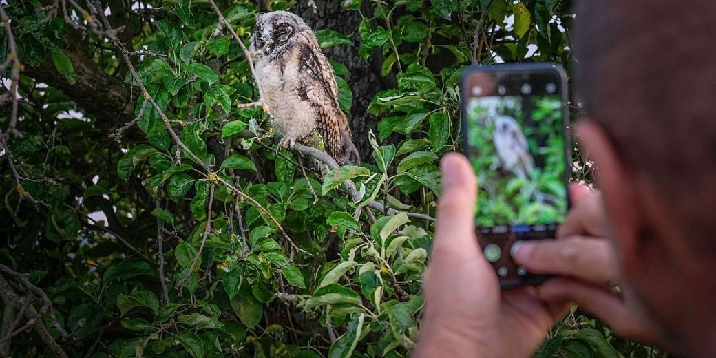 Pohled na člověka jak fotí mobilem mladého kalouse ušatého sedící na větvi stromu.