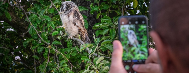 Pohled na člověka jak fotí mobilem mladého kalouse ušatého sedící na větvi stromu.