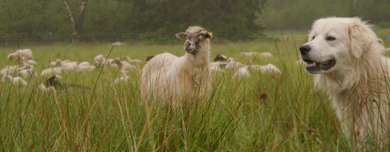 Pomoc chovatelům hospodářských zvířat: dotace na zabezpečení stád před velkými šelmami a zcela nově i náhrada zvýšených nákladů při organizaci pastvy