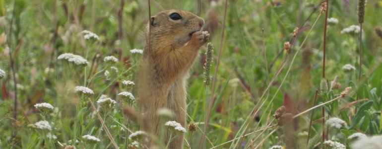 The Ground Squirrel.