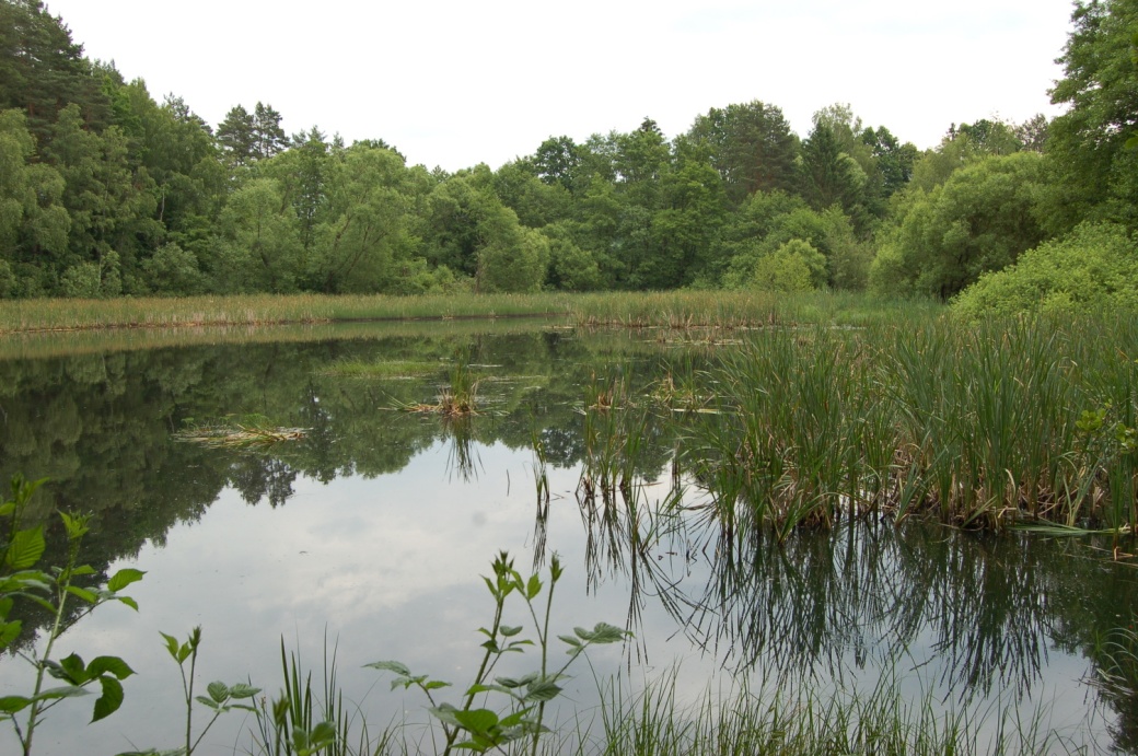 Býkovický rybník