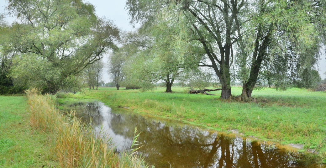 Pohled na NPP V Jezírkách, tůň s vrbami.