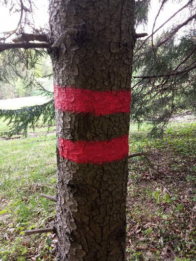 Turistické značení na stromě.