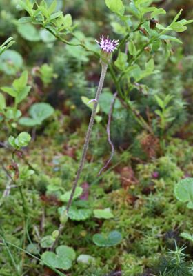 Podbělice alpská.