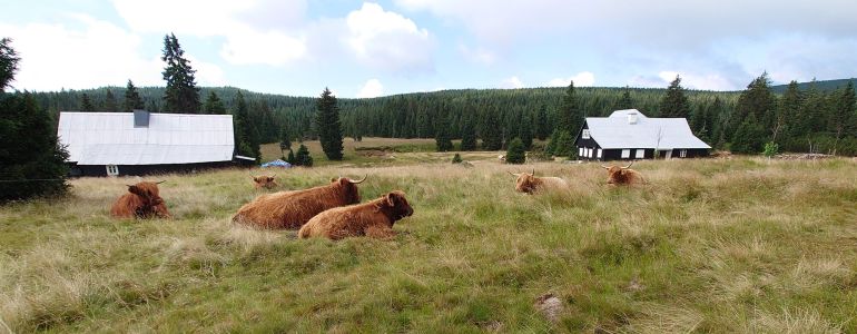 Skotský náhorní skot na Jizerce v CHKO Jizerské hory. Autor fotografií: Martin Koláš.