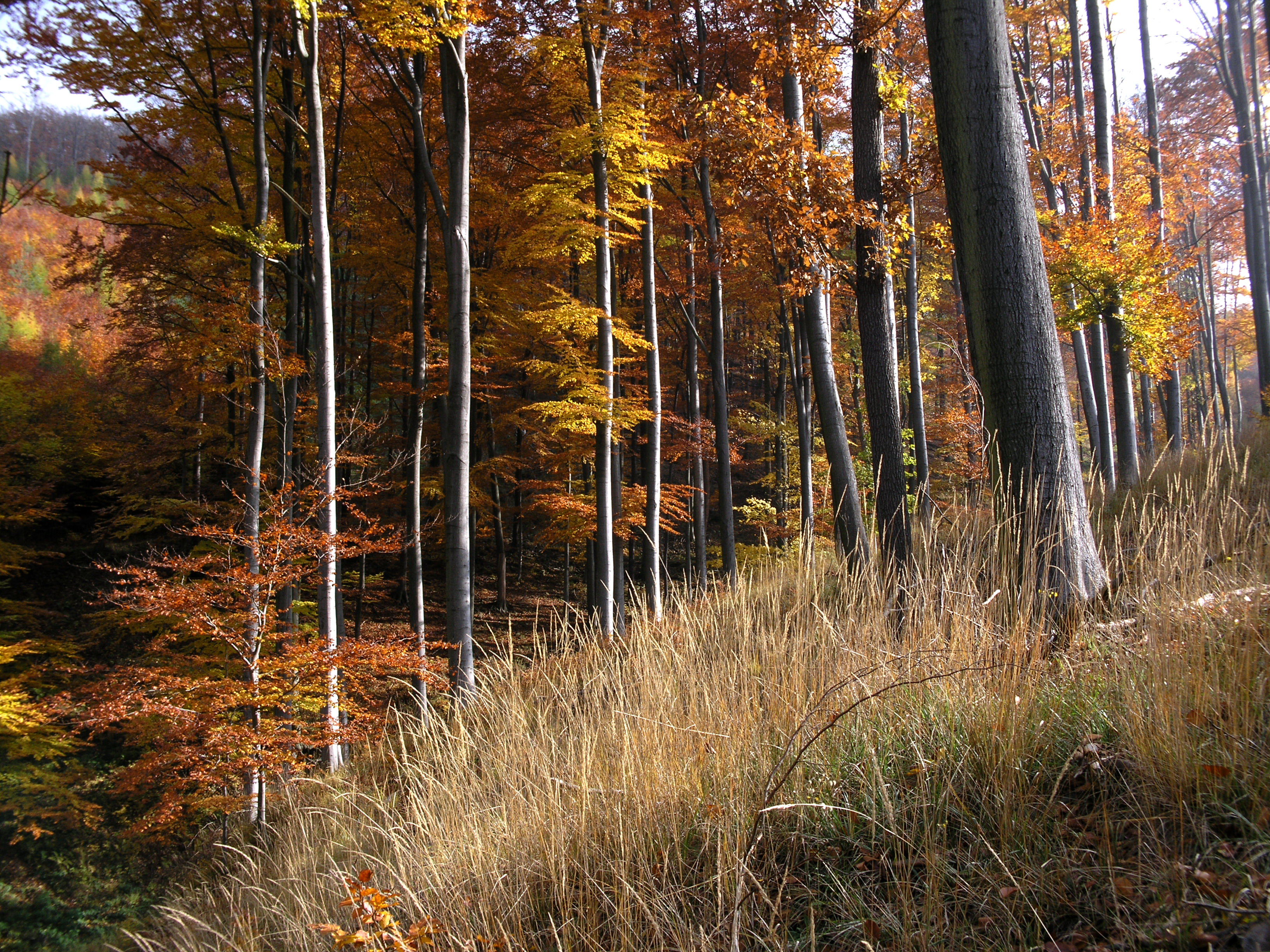 Les v CHKO Křivoklátsko.
